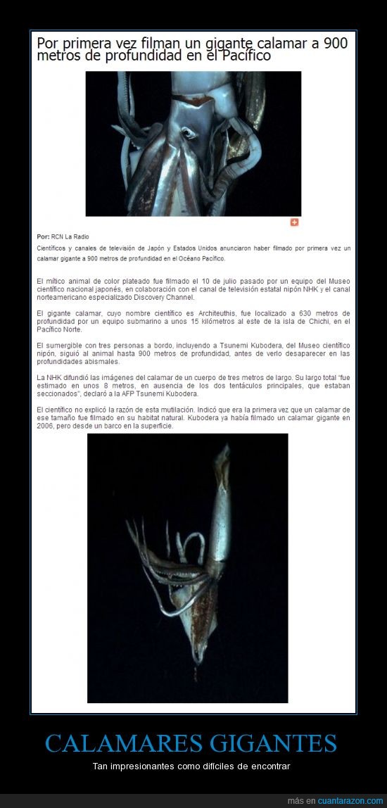 Océanos,filmar,impresionante,gigante,Calamar